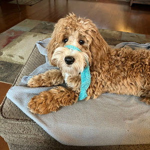 Meet your Posher, Butch